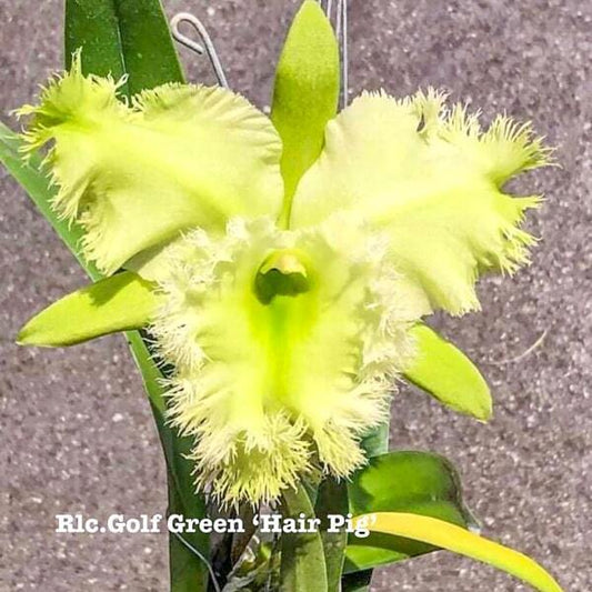 Rhyncholaeliocattleya orchid RLC. GOLF GREEN 'HAIR PIG'
