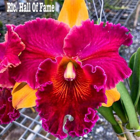 Rhyncholaeliocattleya orchid RLC. HALL OF FAME