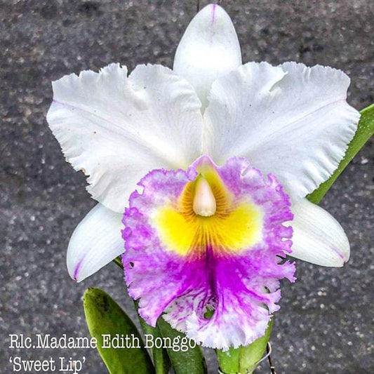 Rhyncholaeliocattleya orchid RLC. MADAME EDITH BONGGO 'SWEET LIP'