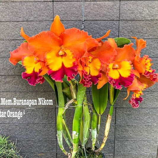 Rhyncholaeliocattleya orchid RLC. MEM. BURANAPAN NIKOM 'STAR ORANGE'