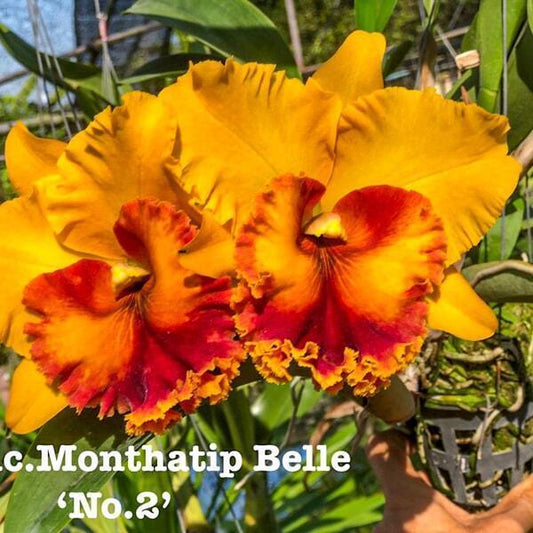 Rhyncholaeliocattleya orchid RLC. MONTHATIP BELLE #2