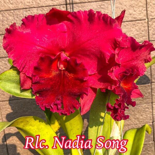Rhyncholaeliocattleya orchid RLC. NADIA SONG