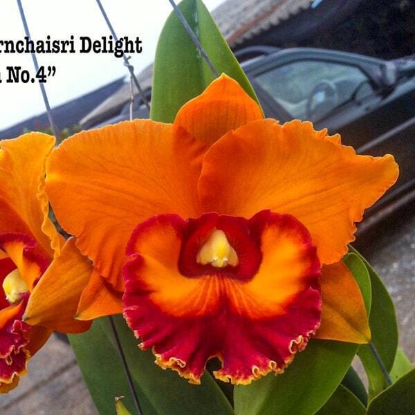 Rhyncholaeliocattleya orchid RLC. NAKORNCHAISRI DELIGHT 'FANTA #4'