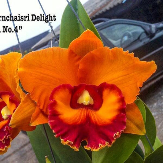 Rhyncholaeliocattleya orchid RLC. NAKORNCHAISRI DELIGHT 'FANTA #4'