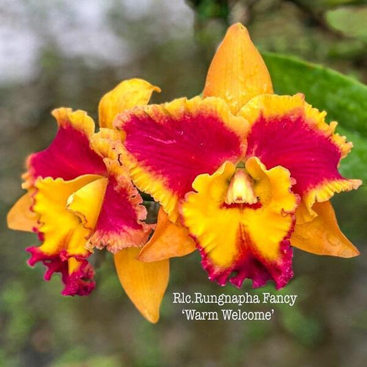 Rhyncholaeliocattleya orchid RLC. RUNGNAPHA FANCY 'WARM WELCOME'