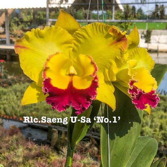 Rhyncholaeliocattleya orchid RLC. SAENG U-SA #1