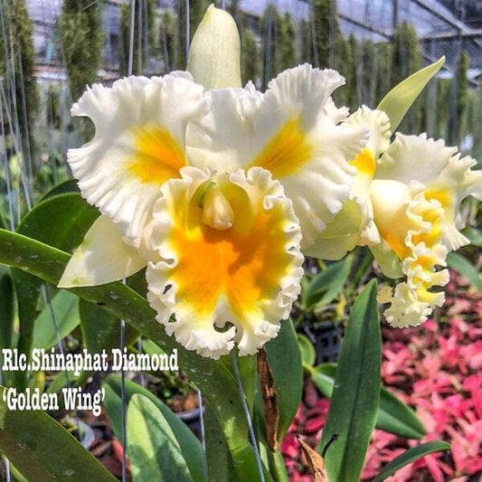 Rhyncholaeliocattleya orchid RLC. SHINAPHAT DIAMOND 'GOLDEN WING'