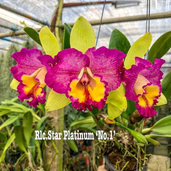 Rhyncholaeliocattleya orchid RLC. STAR PLATINUM #1
