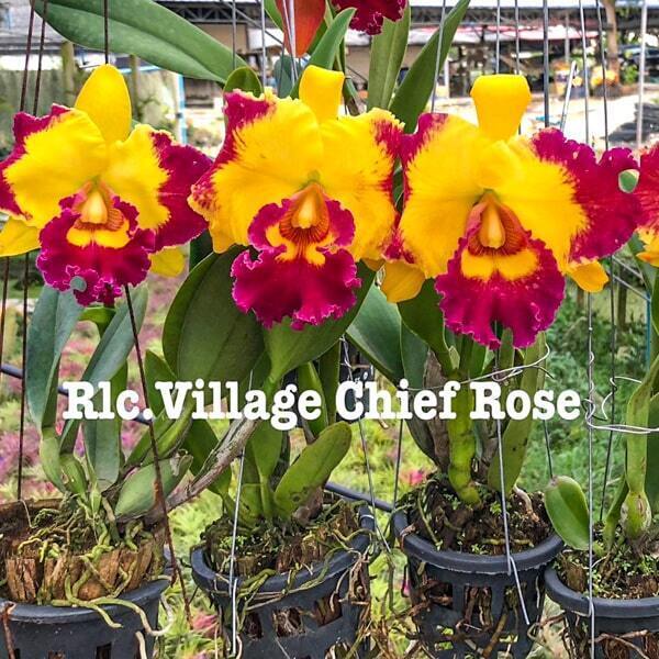 Rhyncholaeliocattleya orchid RLC. VILLAGE CHIEF ROSE