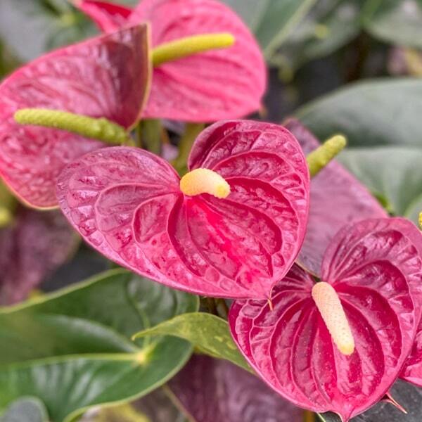 Anthurium andraeanum ARAMON