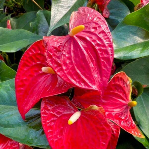 Anthurium andraeanum ARISTO