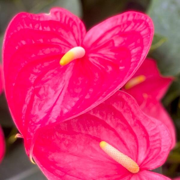 Anthurium andraeanum CALIFORNIA