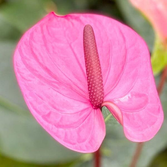 Anthurium andraeanum CAVALLI