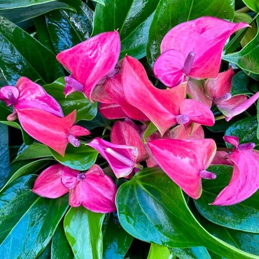 Anthurium andraeanum CIRANO