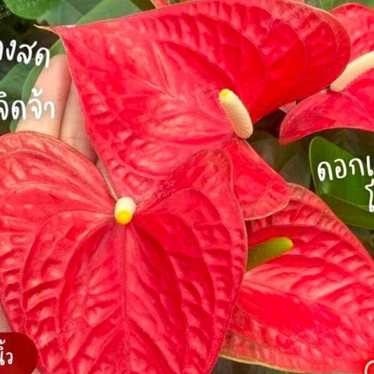 Anthurium andraeanum EASY RED