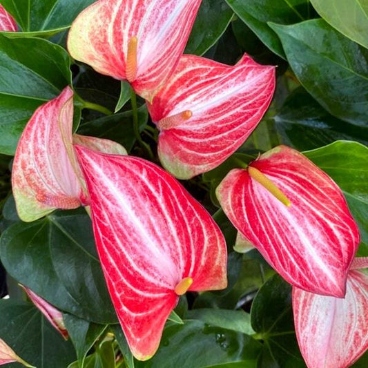 Anthurium andraeanum LIVIUM RED