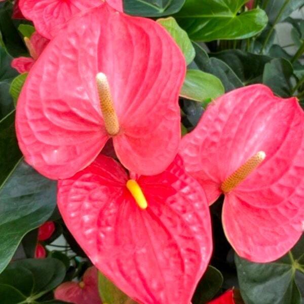 Anthurium andraeanum MAINE