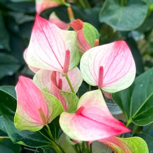 Anthurium andraeanum MISTIQUE