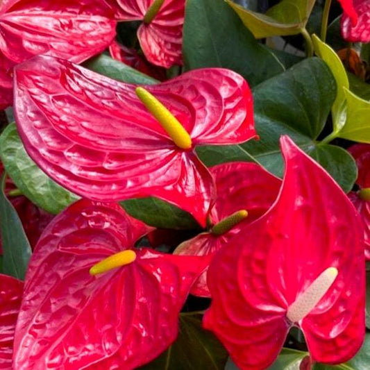 Anthurium andraeanum NEVADA