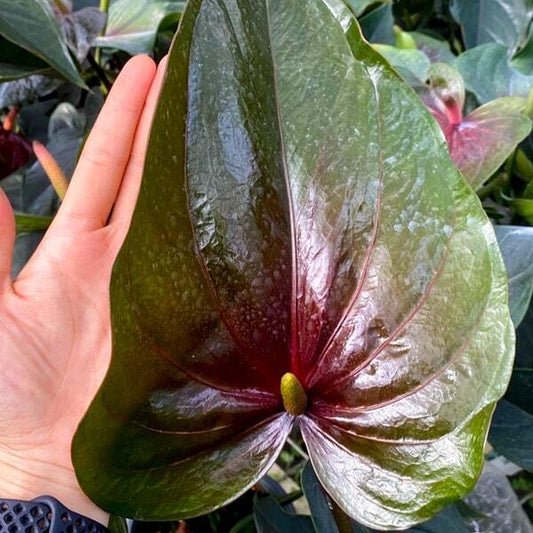 Anthurium andraeanum PARIS BLACK