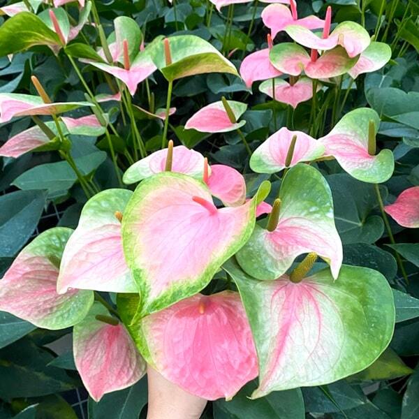 Anthurium andraeanum PINK GREEN