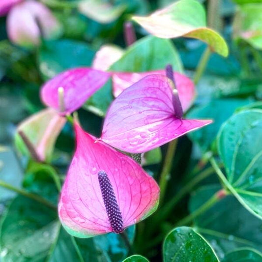 Anthurium andraeanum PURPLE LOVE