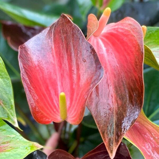 Anthurium andraeanum RAINBOW CHAMP