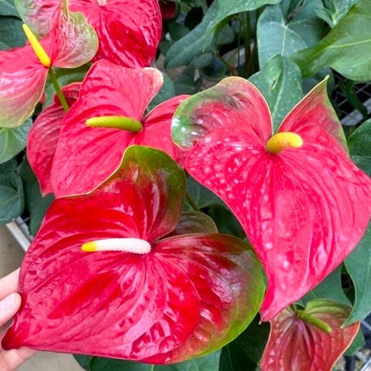 Anthurium andraeanum RED GREEN