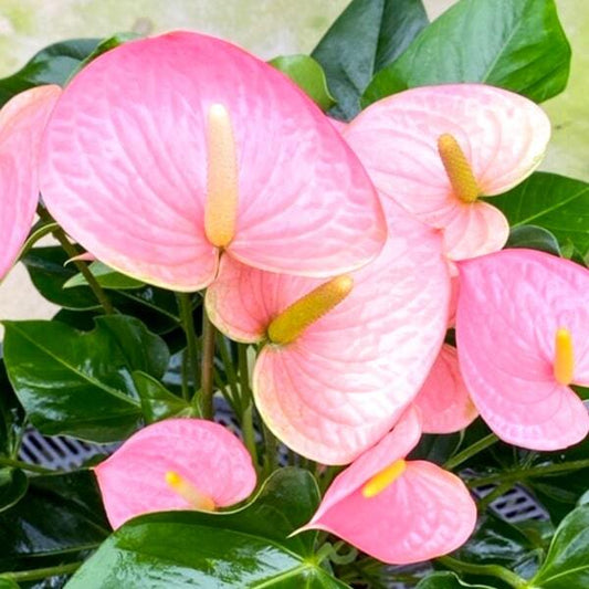 Anthurium andraeanum SENSA