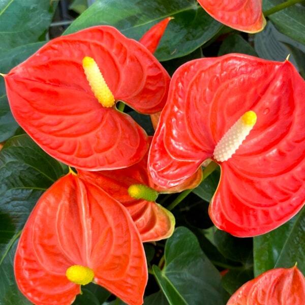 Anthurium andraeanum SIERRA ORANGE