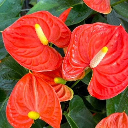 Anthurium andraeanum SIERRA ORANGE