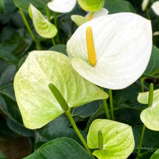 Anthurium andraeanum SIERRA WHITE