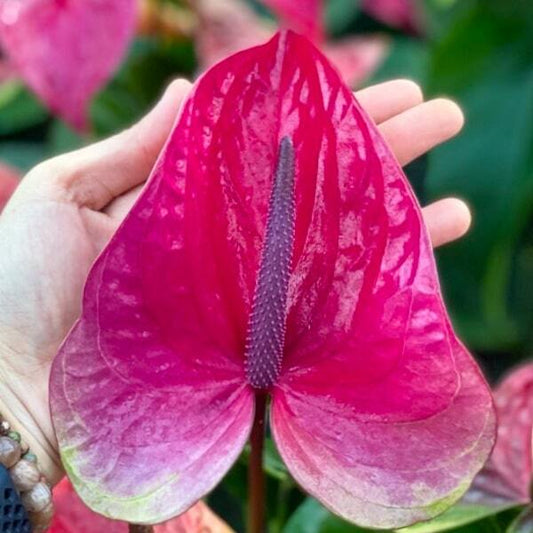 Anthurium andraeanum UTAH
