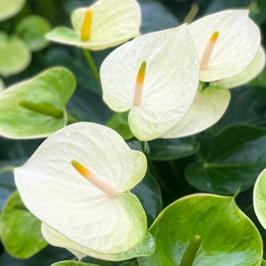 Anthurium andraeanum VANILLA