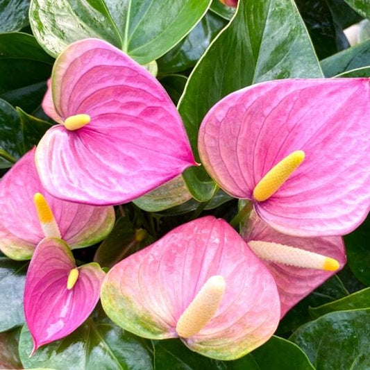 Anthurium andraeanum VIOLET LOVE