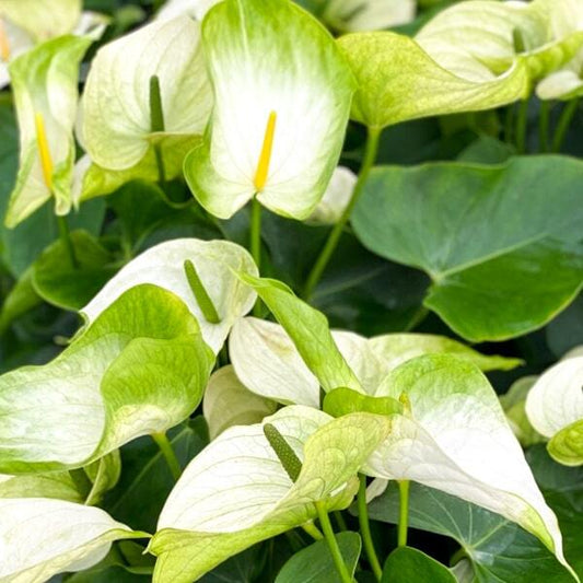 Anthurium andraeanum WHITE GREEN