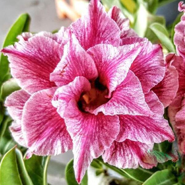 Adenium obesum SIAM 362