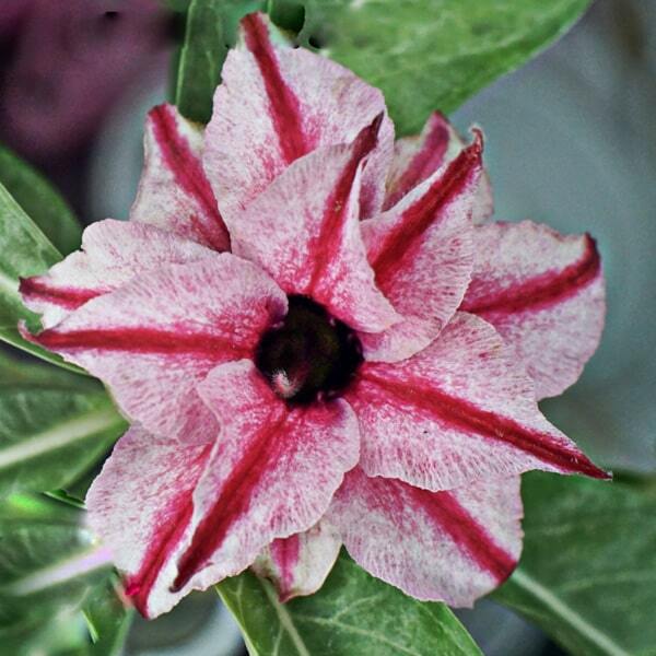 Adenium obesum SIAM 404P