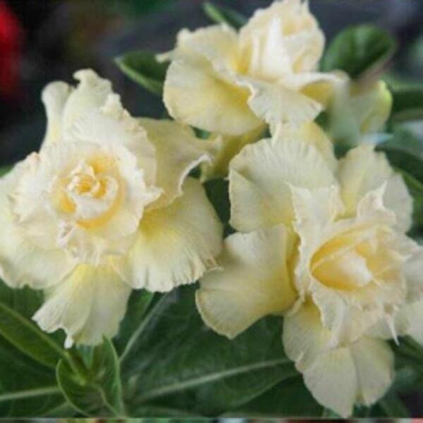 Adenium obesum SIAM 5049