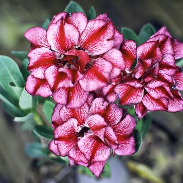 Adenium obesum SIAM 5500