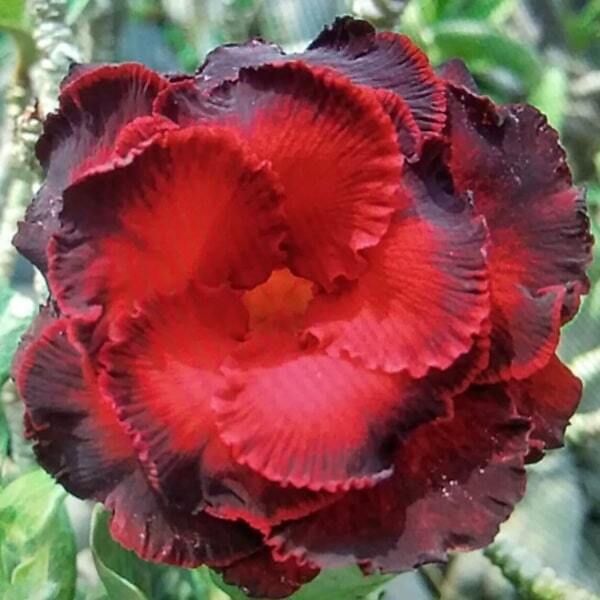 Adenium obesum 5809