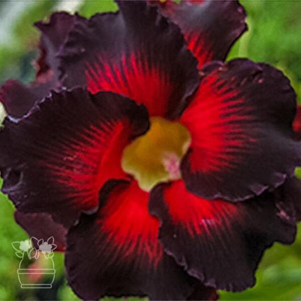 Adenium obesum BLACK BORDER