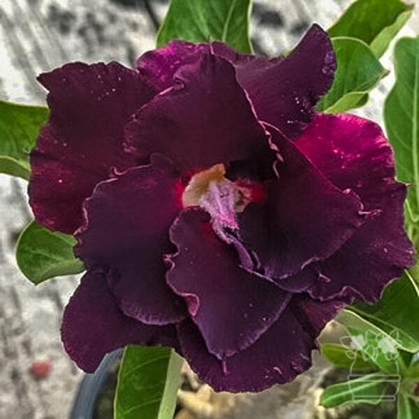 Adenium obesum BLACK SHEEP
