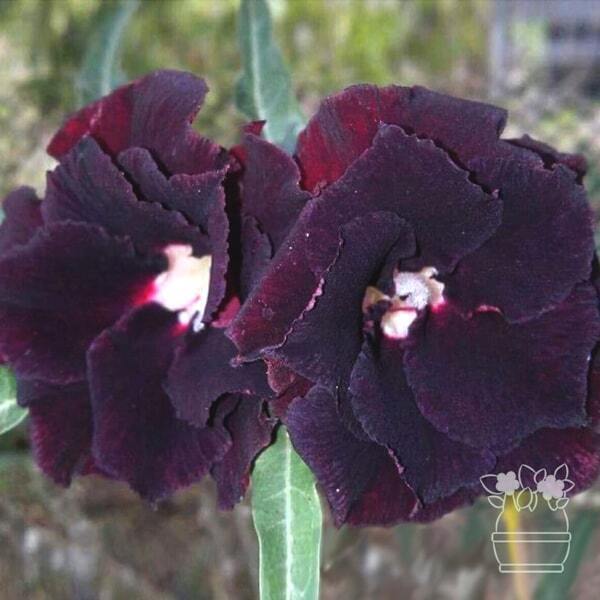 Adenium obesum BLACK WINDOW