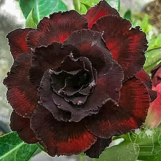 Adenium obesum GOOD NIGHT