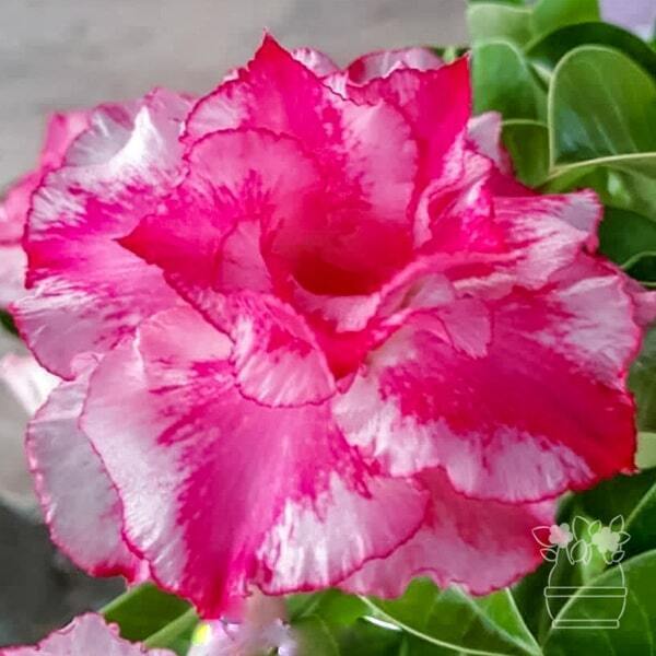 Adenium obesum BUA CHOMPHU