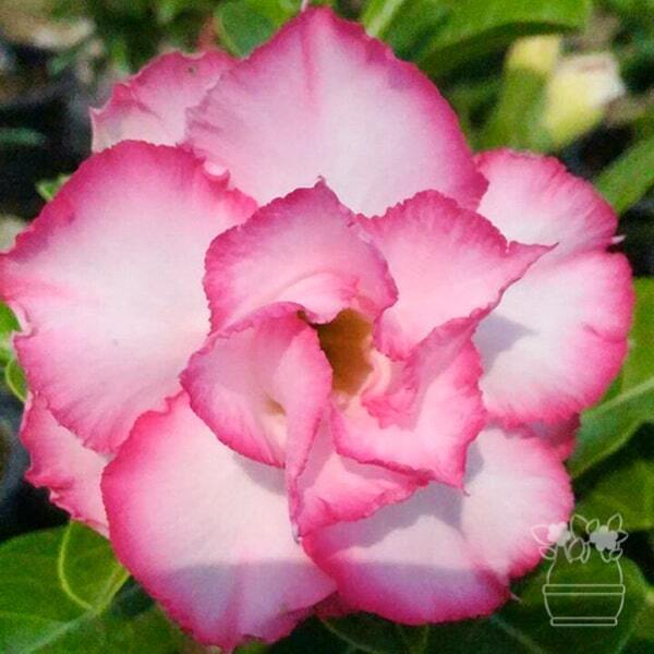 Adenium obesum GIANT DIAMOND