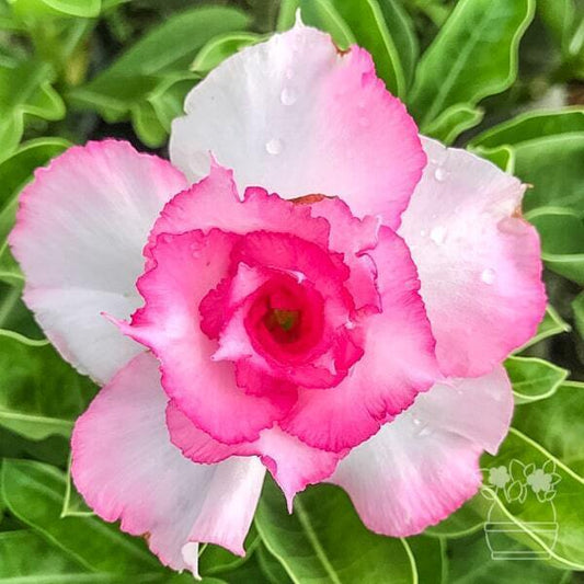 Adenium obesum GOOD LUCK