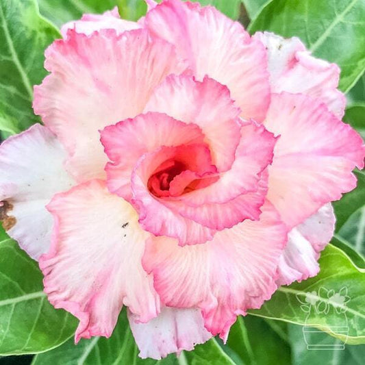 Adenium obesum HAPPY