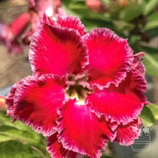 Adenium obesum MILLION STAR